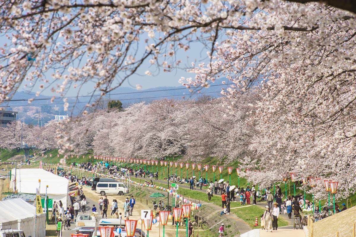 旭川さくら道 観光スポット 岡山観光web 公式 岡山県の観光 旅行情報ならココ