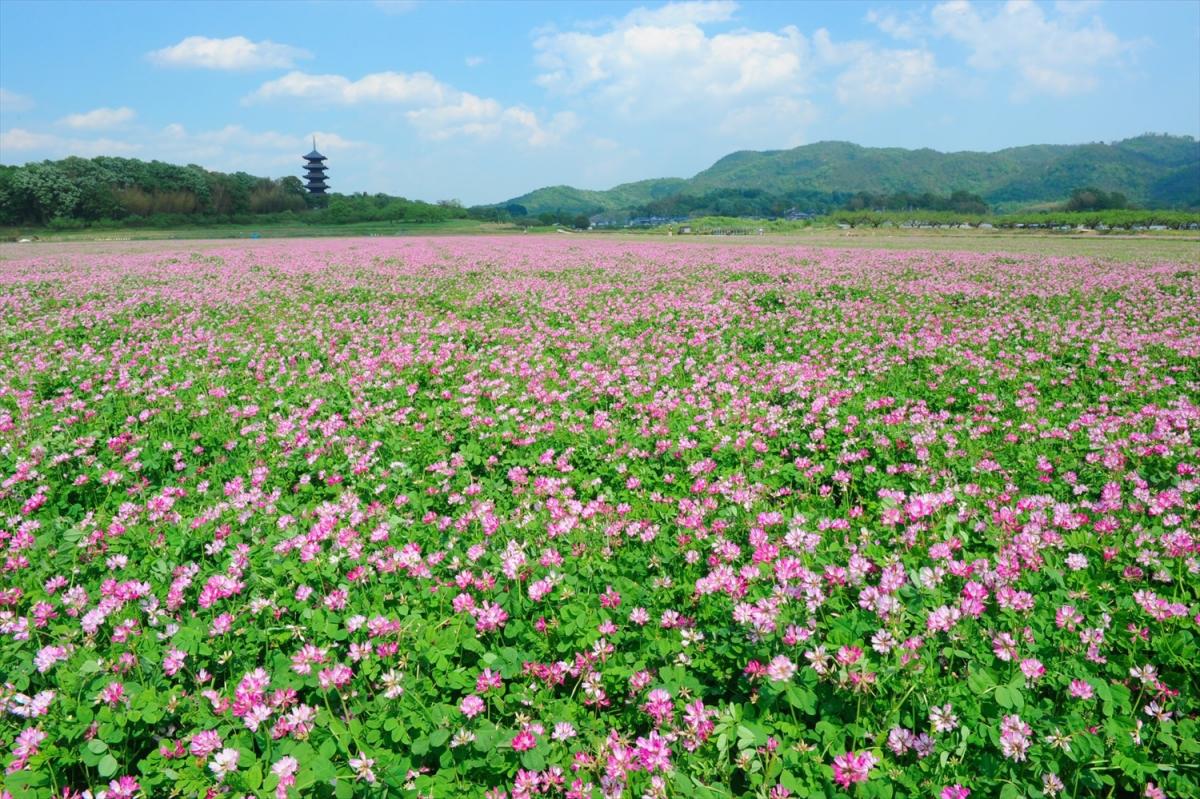 吉備路れんげウィーク イベント 岡山観光web 公式 岡山県の観光 旅行情報ならココ