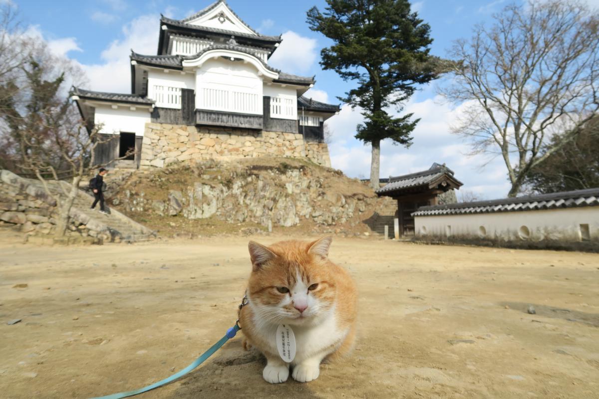 話題沸騰！天空の城を守る猫城主、さんじゅーろーに会いに行こう！！｜おか旅 | 岡山観光WEB【公式】- 岡山県の観光・旅行情報ならココ！