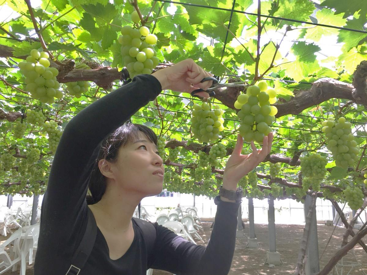 くぼ農園で、秋の味覚「ぶどう狩り」を体験してきた｜おか旅 | 岡山