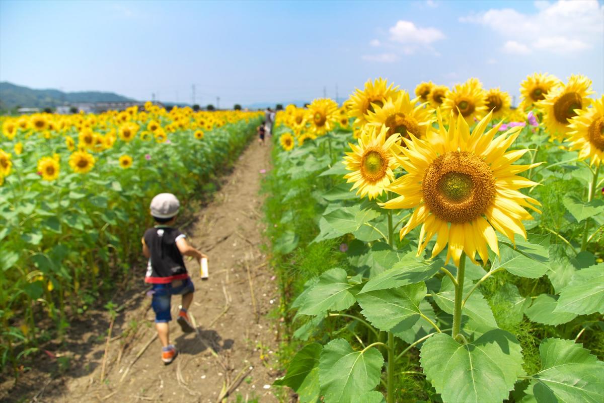 この夏 私を連れてって 岡山県内の絶景ひまわり畑3選 おか旅 岡山観光web 公式 岡山県の観光 旅行情報ならココ