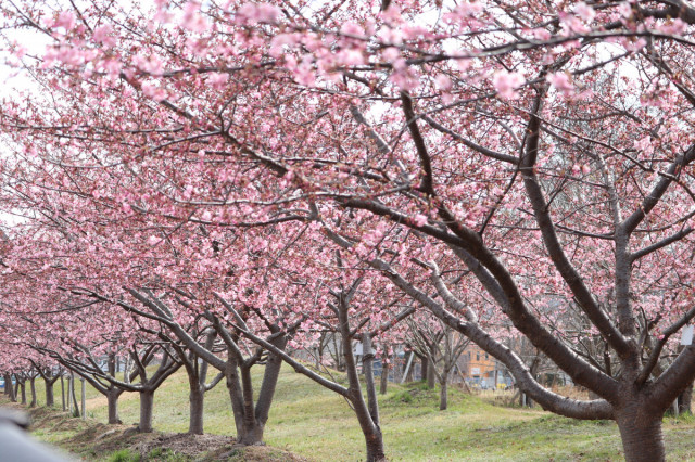 河津桜の開花情報（随時更新）