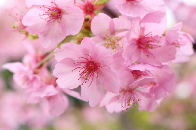 河津桜の開花情報（随時更新）