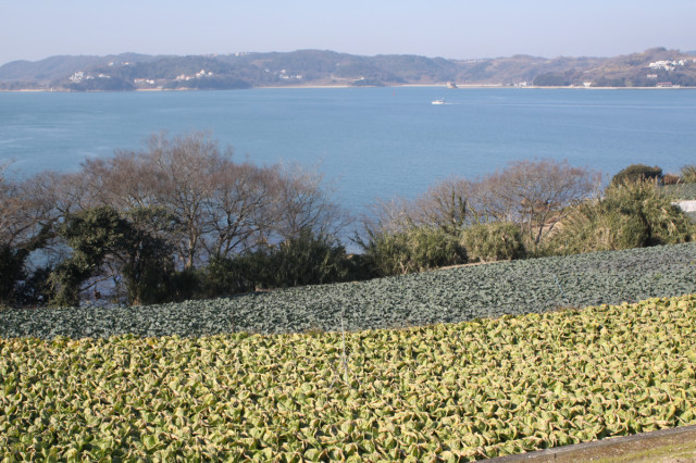 【放送情報】3月17日の「ザ！鉄腕！DASH!!」の「出張DASH村」は瀬戸内市前島！