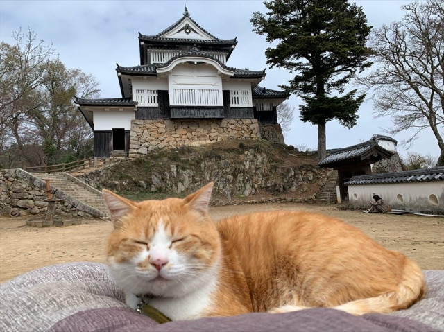 備中松山城の猫城主「さんじゅーろー」の最中アイスが完成！						
