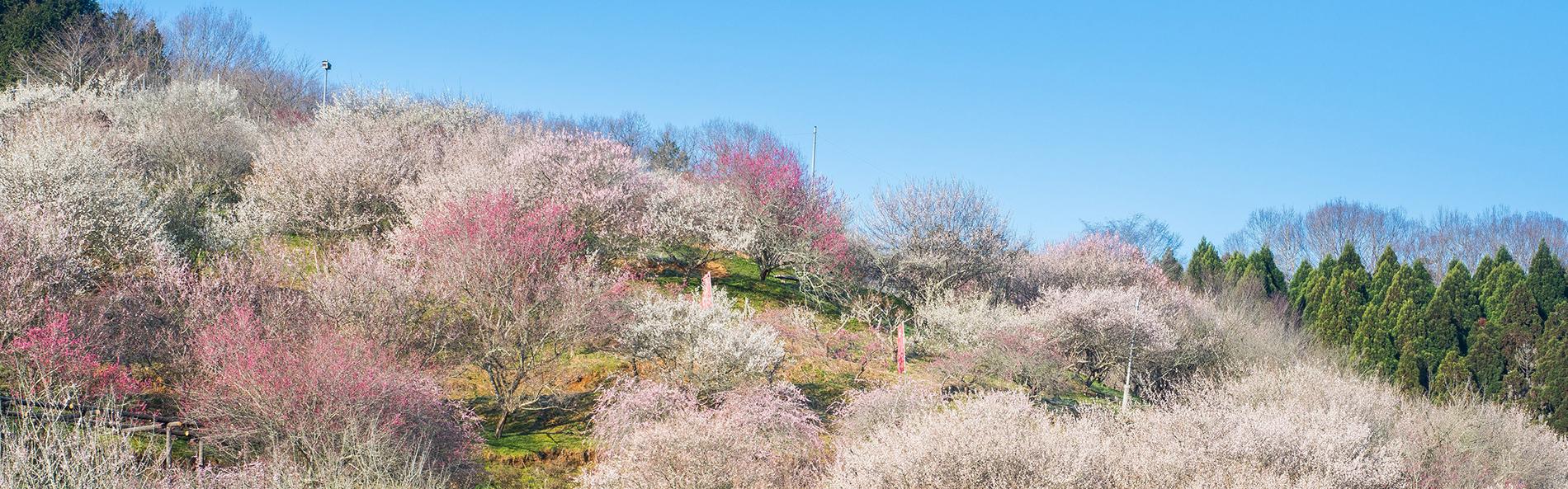 梅の開花情報 岡山観光web 公式 岡山県の観光 旅行情報ならココ