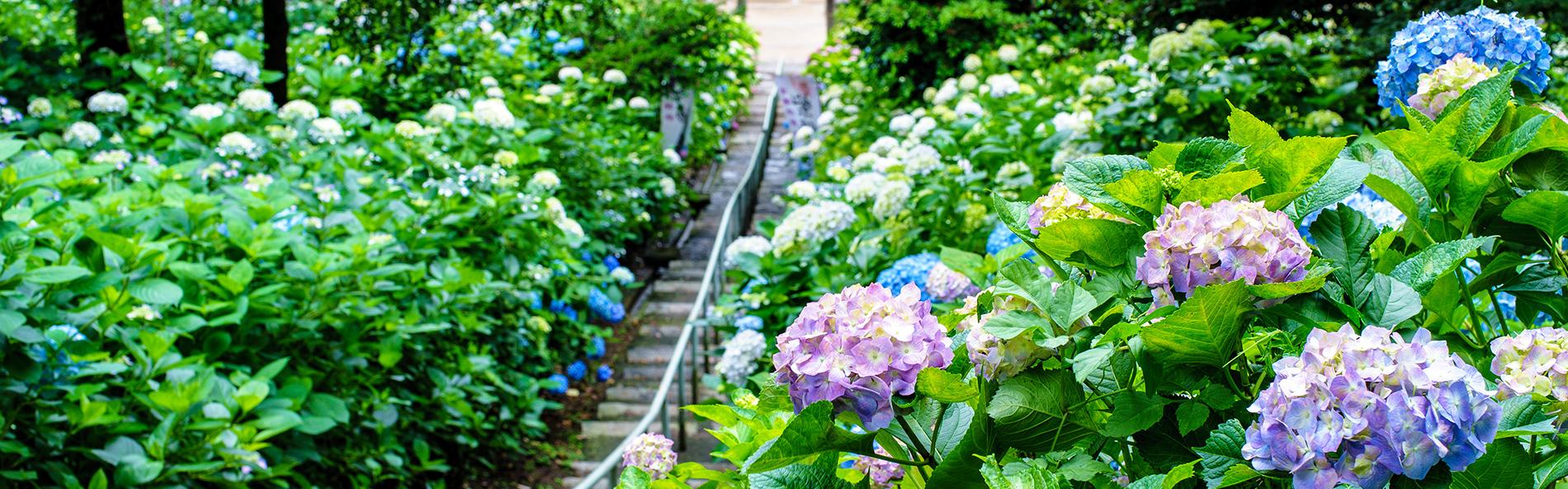 あじさいの開花情報 岡山観光web 公式 岡山県の観光 旅行情報ならココ