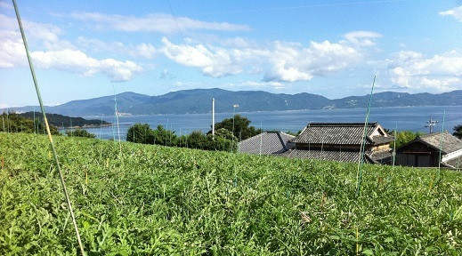 前島のキャベツ畑