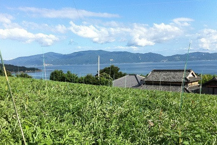 前島のキャベツ畑