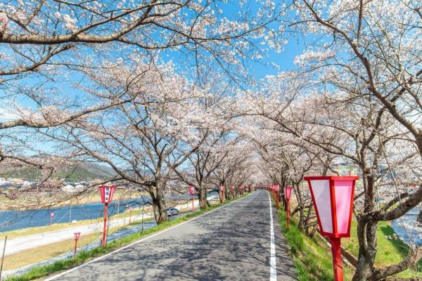 久世トンネル桜