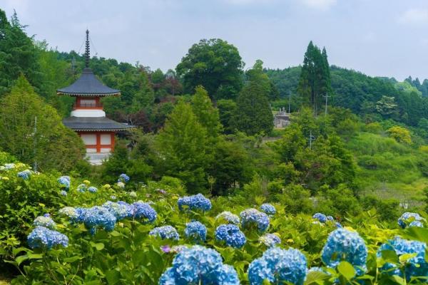 大聖寺のあじさい
