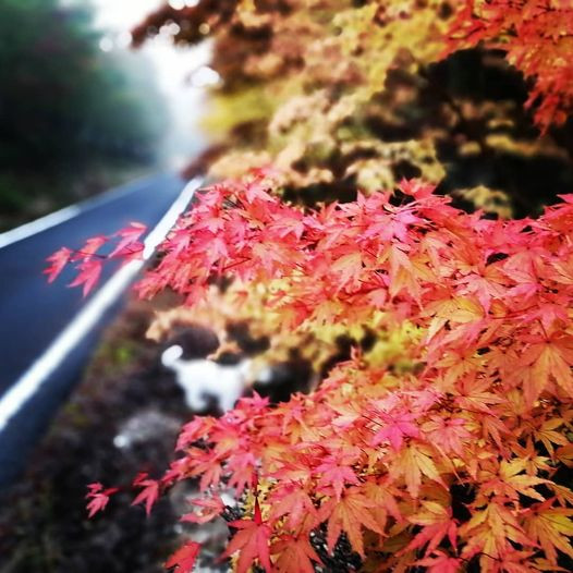 秋は紅葉が美しい