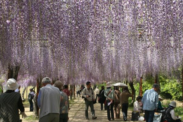 藤公園 藤まつりは規模縮小 観光スポット 岡山観光web 公式 岡山県の観光 旅行情報ならココ