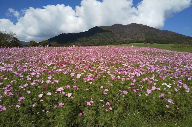 蒜山サイクリングサービス