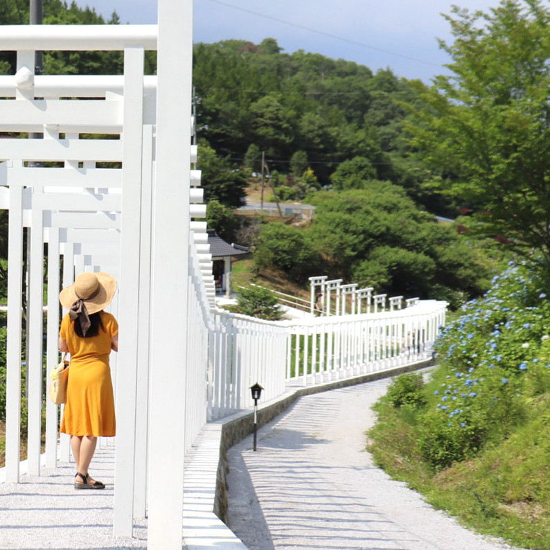 あじさいの開花情報 岡山観光web 公式 岡山県の観光 旅行情報ならココ