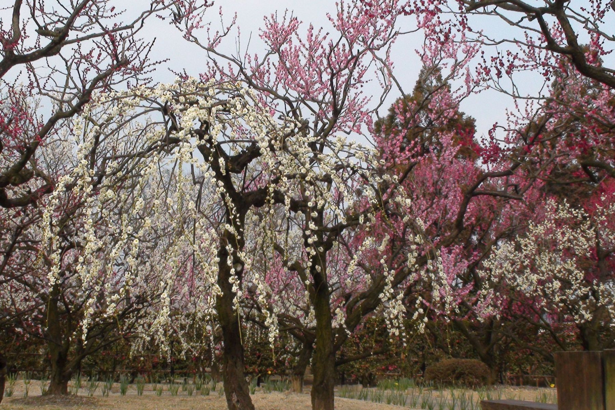 梅園（2月中旬～3月中旬）