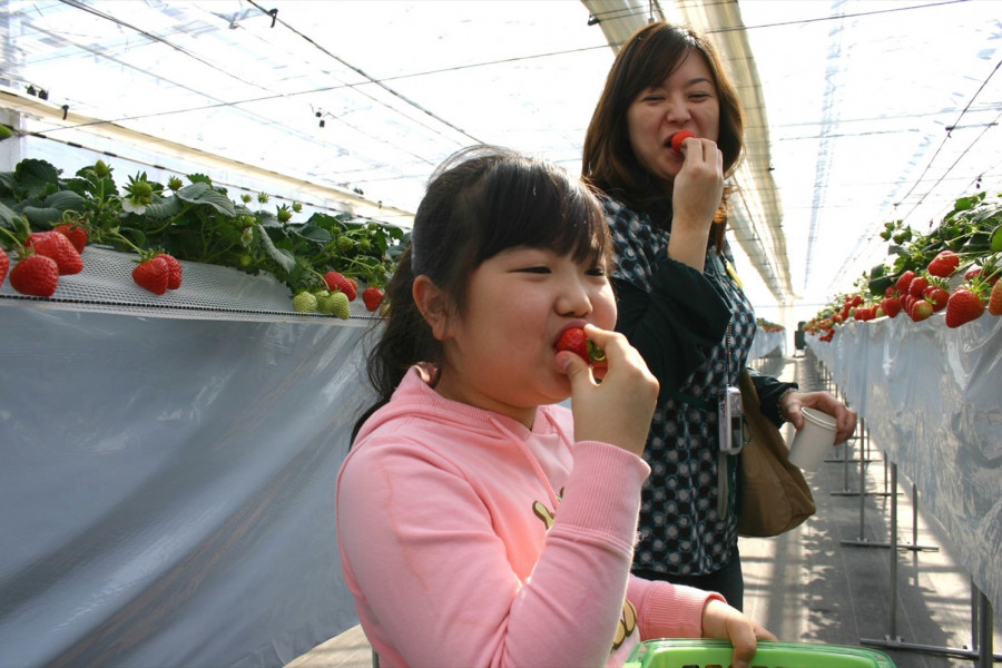 山田養蜂場みつばち農園