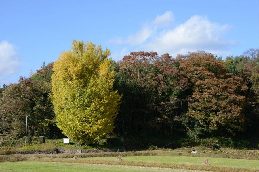 河原の大イチョウ