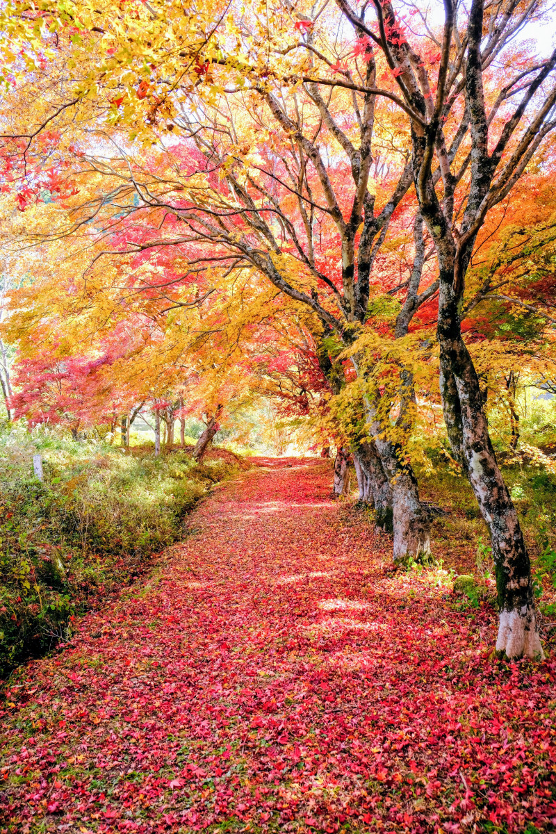 越畑ふるさと村｜観光スポット | 岡山観光WEB【公式】- 岡山県の観光・旅行情報ならココ！