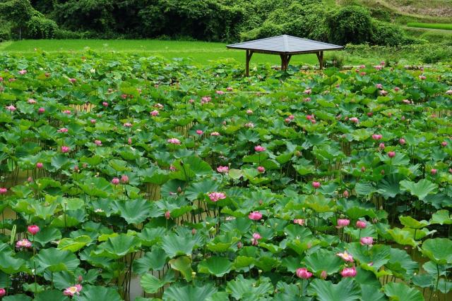 宮地やすらぎの里（はす畑）