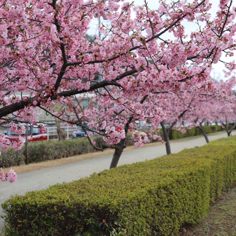 倉敷川の河津桜