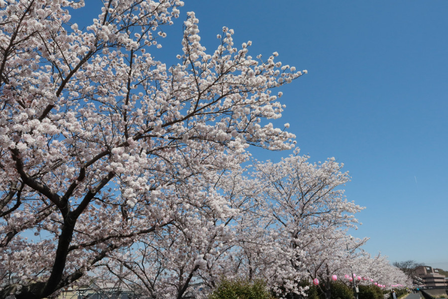 里見川沿いの桜並木
