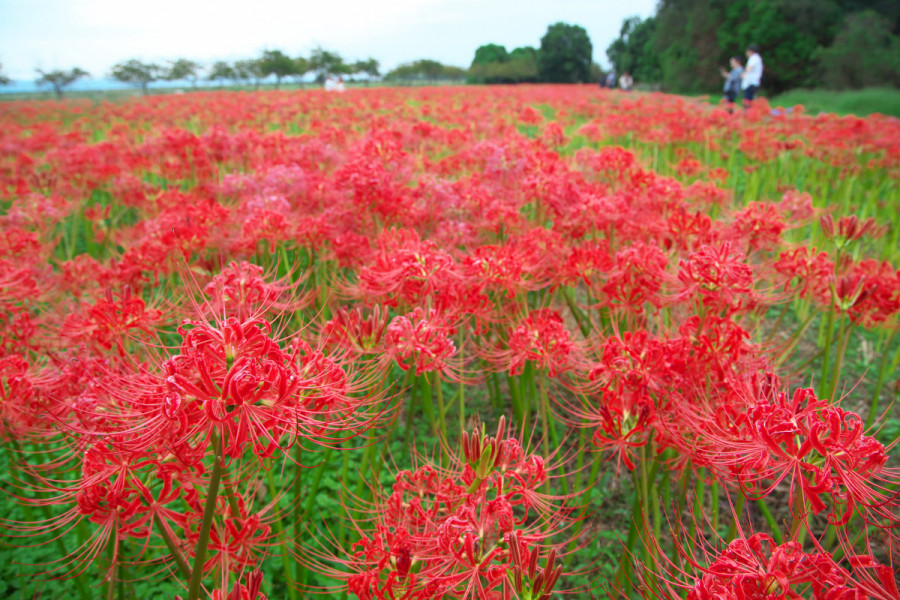 児島湖花回廊プロジェクト　ヒガンバナ一般公開