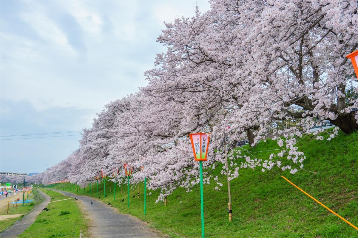 旭川さくら道 観光スポット 岡山観光web 公式 岡山県の観光 旅行情報ならココ