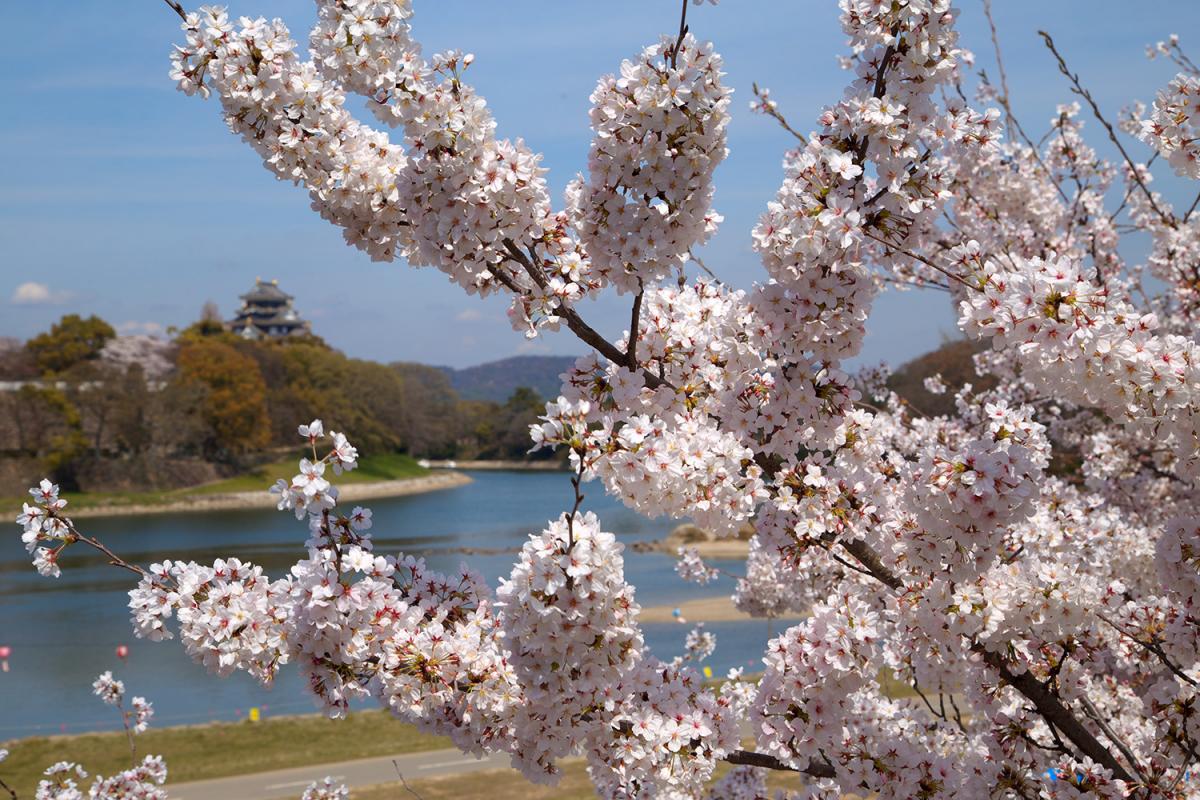 旭川さくら道 観光スポット 岡山観光web 公式 岡山県の観光 旅行情報ならココ