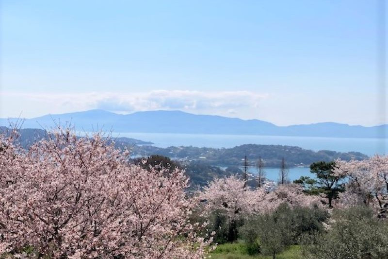 牛窓オリーブ園　桜お花見散歩ポイントラリー