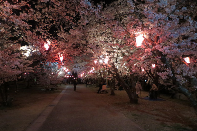 早島公園夜桜ライトアップ