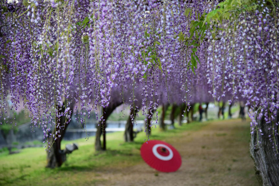 藤まつり（和気町）