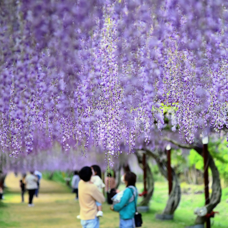 藤公園