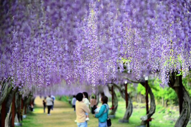 藤公園