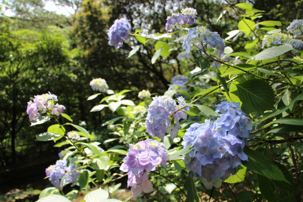 西洋あじさい（深山公園）