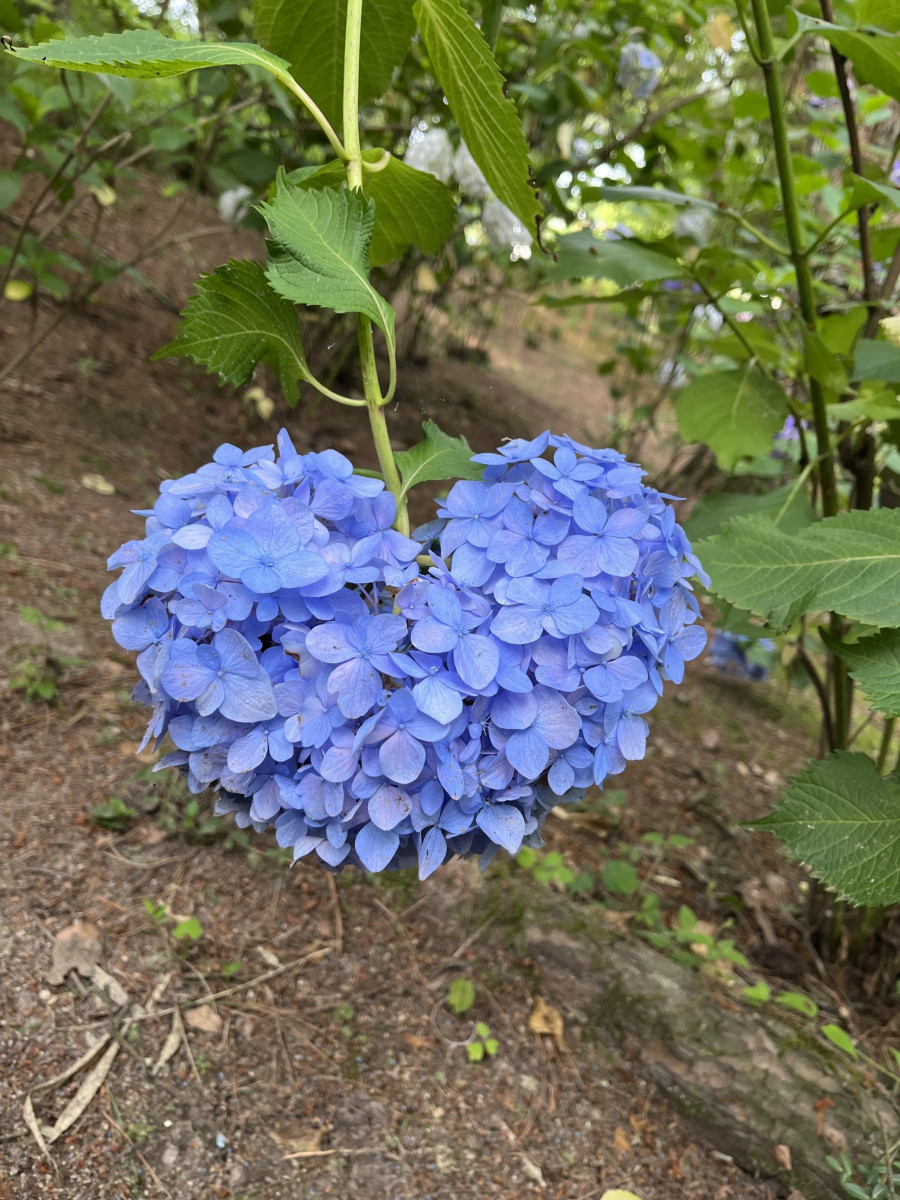 西洋あじさい（深山公園）