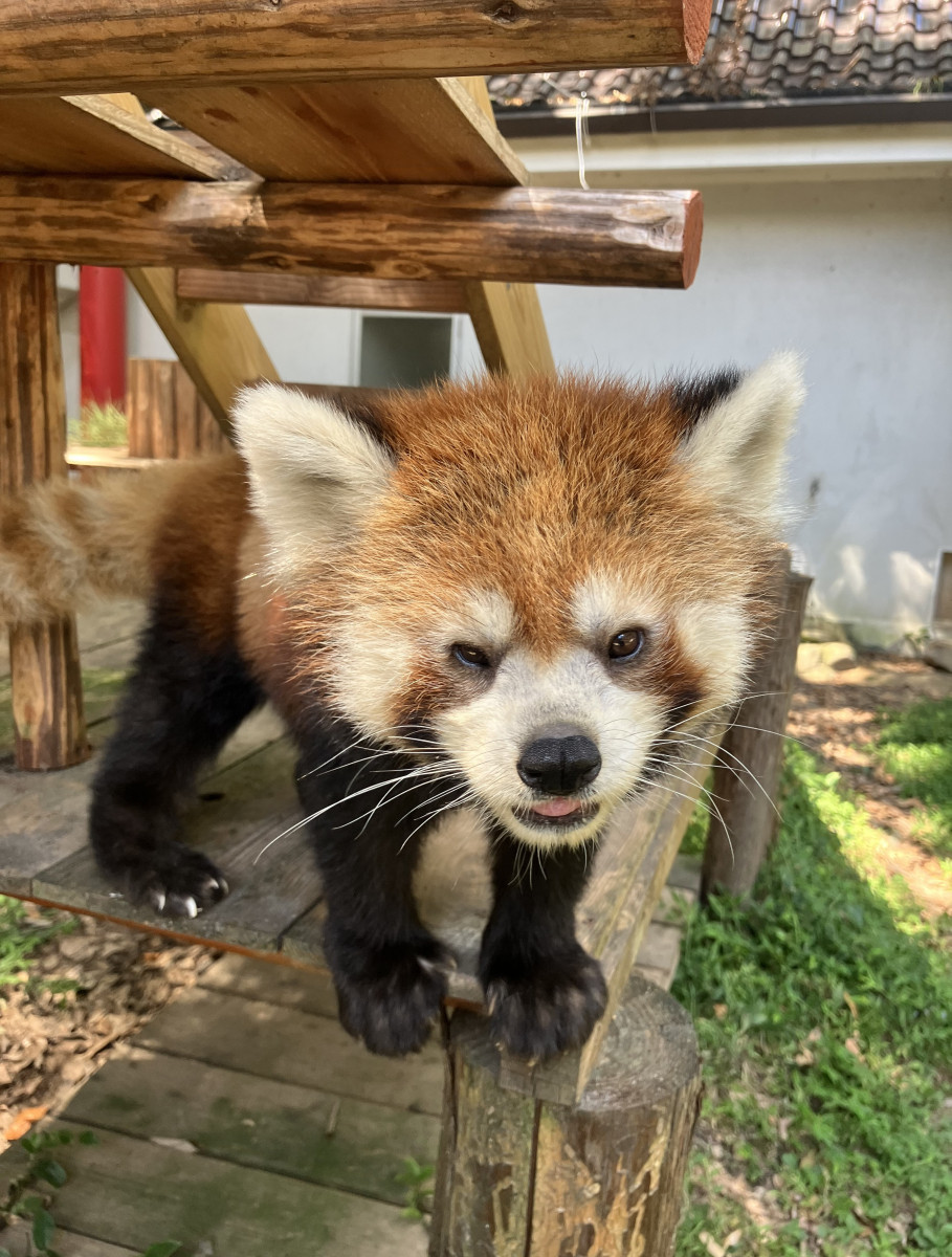 レッサーパンダ「しずく」
