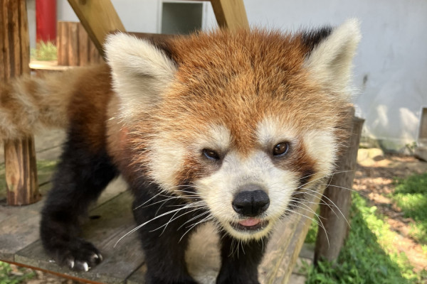 レッサーパンダ「しずく」