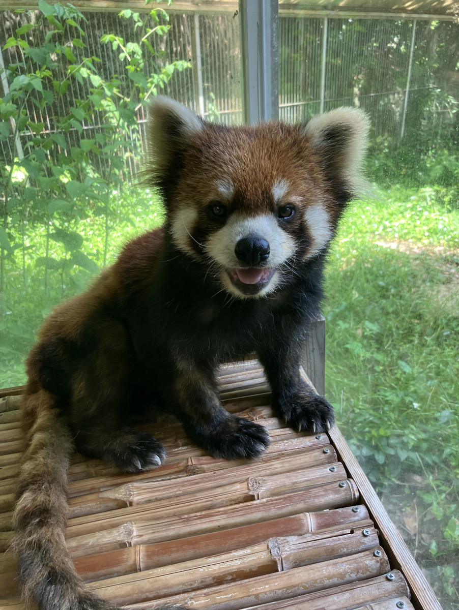 レッサーパンダ「きなこ」