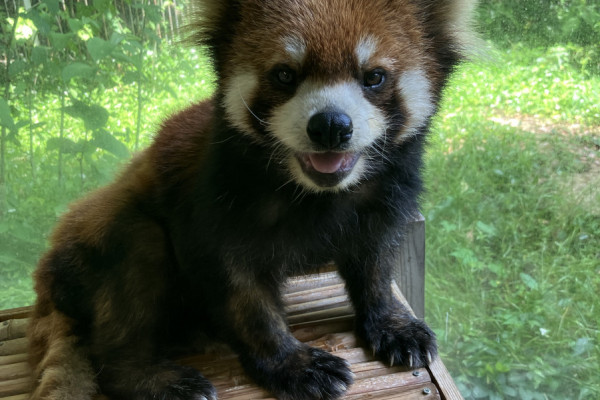レッサーパンダ「きなこ」