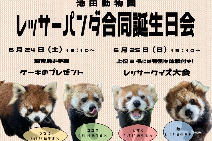 池田動物園レッサーパンダ合同誕生日会