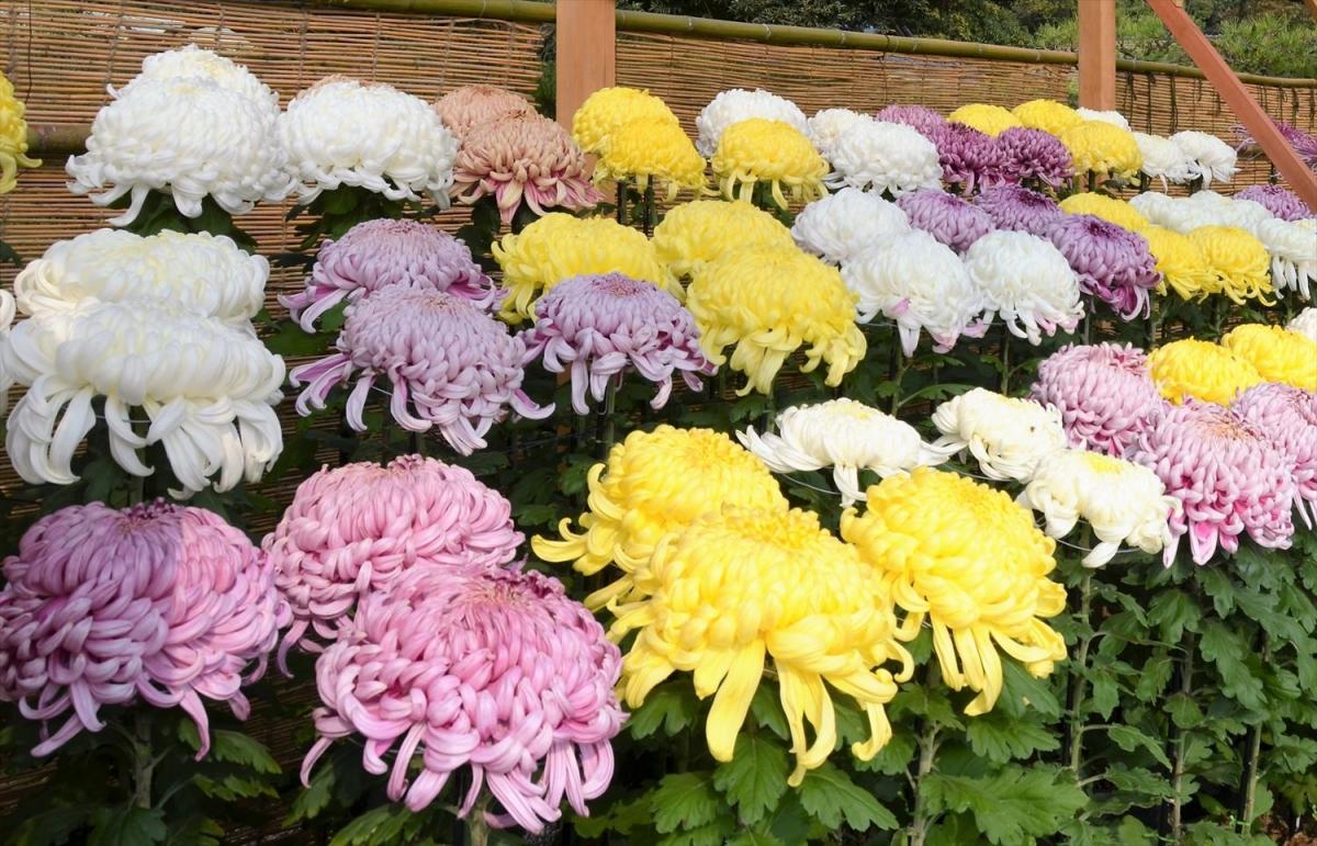 菊花大会