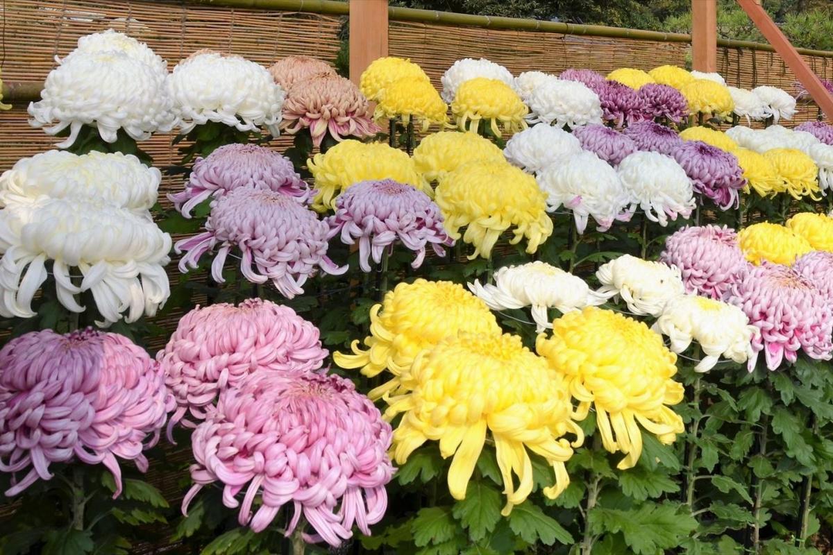 岡山後楽園菊花大会
