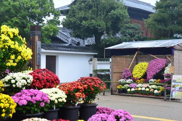 菊花大会