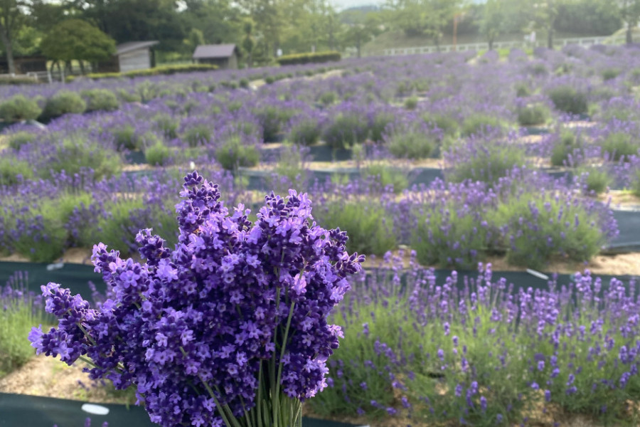 【要予約】まきばの館 ラベンダー花穂摘み体験（ランチ付き）