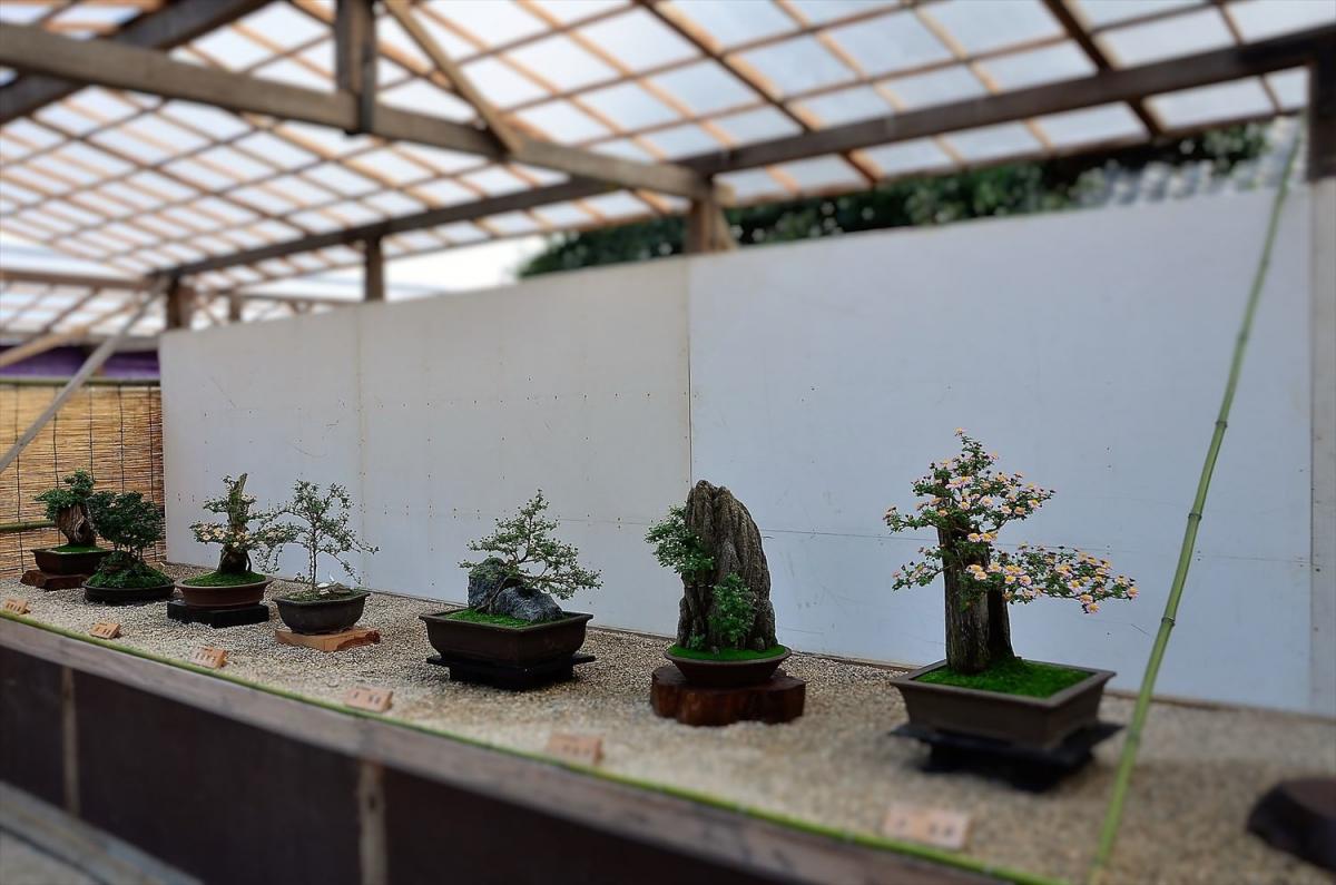 菊花大会