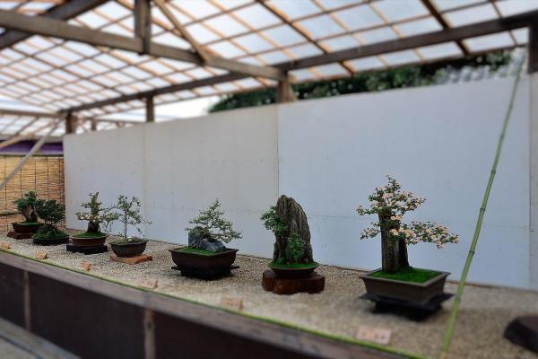 菊花大会
