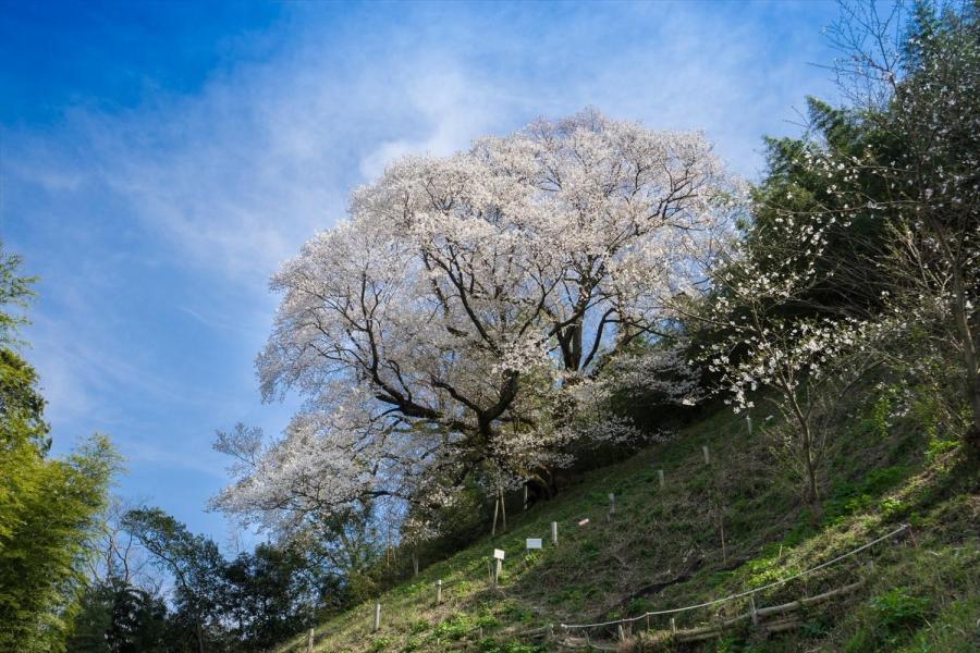 桜祭り in 奥迫川