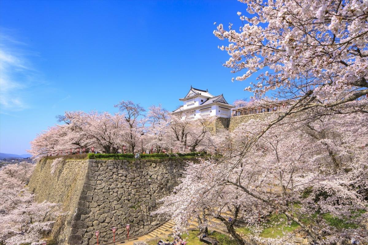 津山城と桜