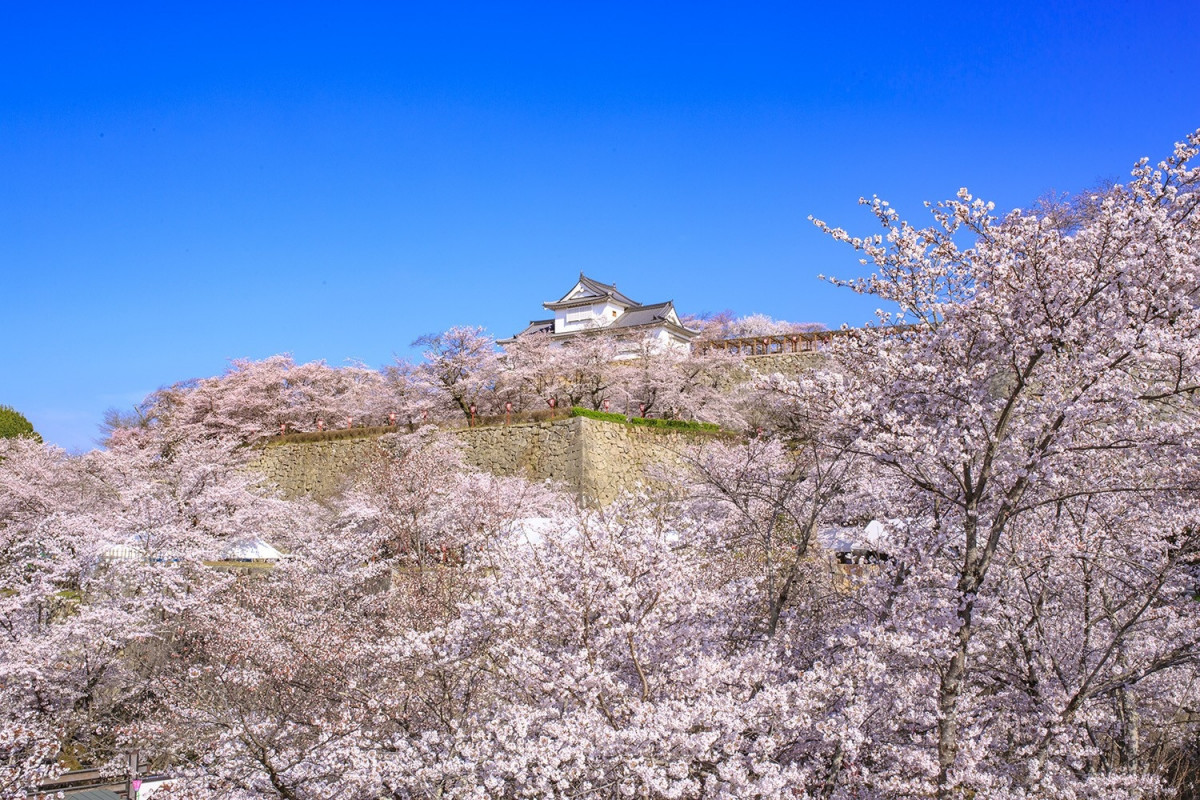 津山さくらまつり